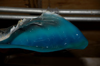 Fish Thing