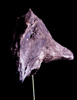 SHARK!!!