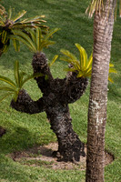 Jungle Man